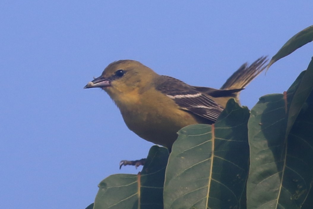 Orchard Oriole - ML620842816