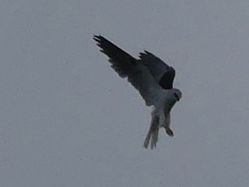 White-tailed Kite - ML620842819