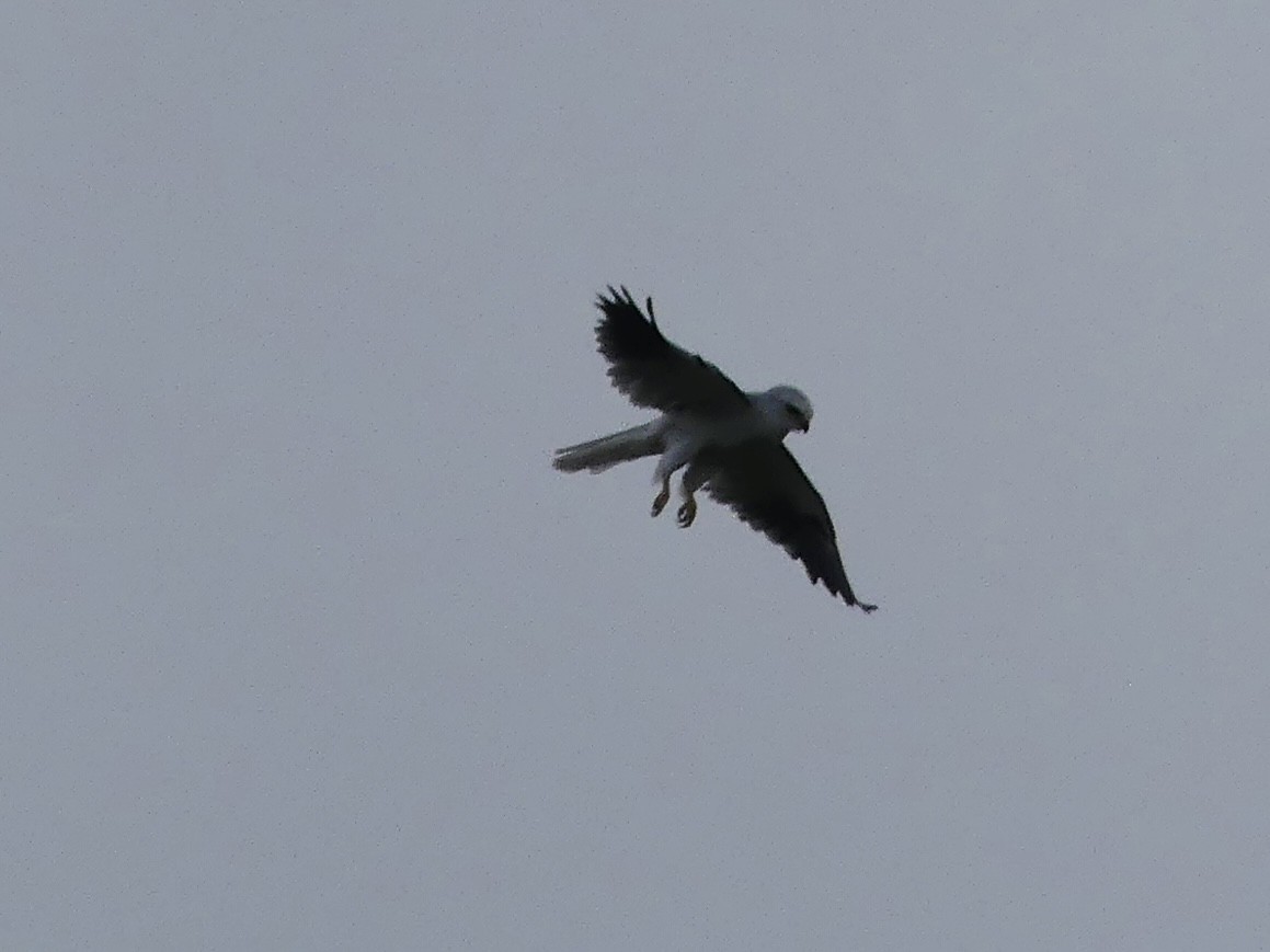 White-tailed Kite - Paul Bentinck