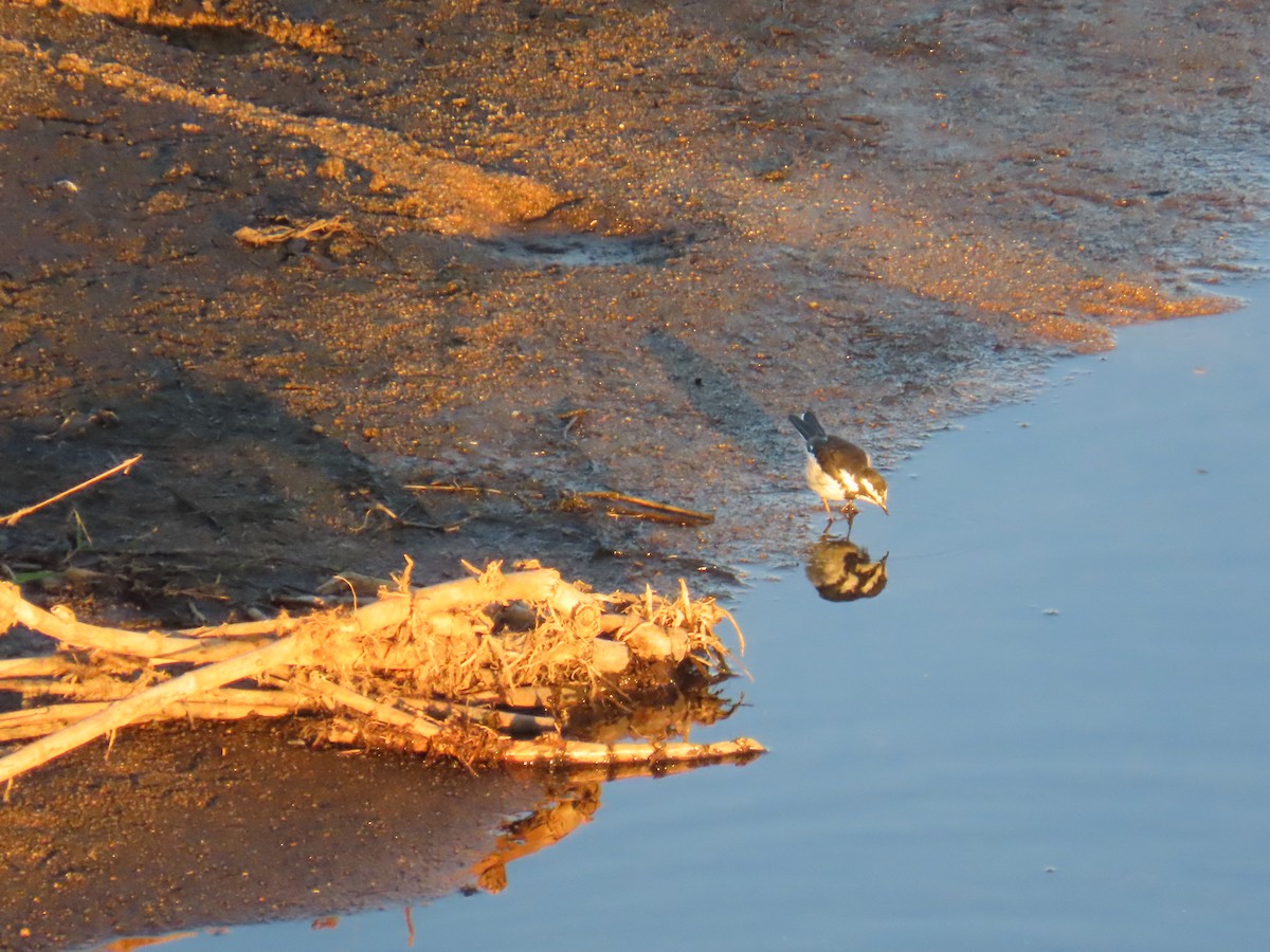 African Pied Wagtail - ML620842836