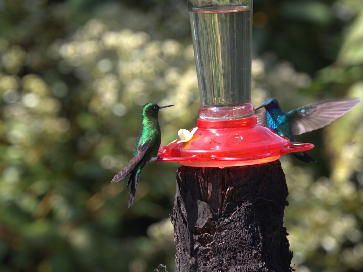 Sword-billed Hummingbird - ML620842838