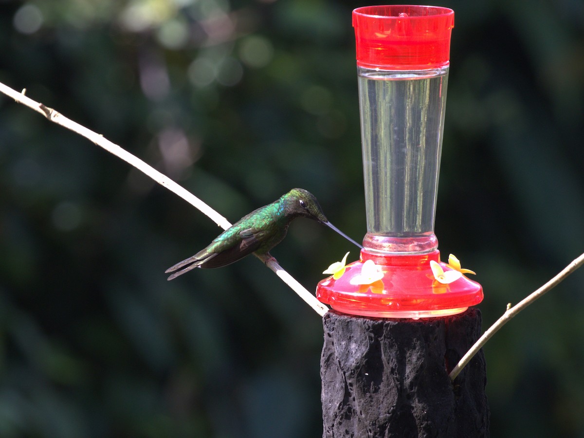 Sword-billed Hummingbird - ML620842839