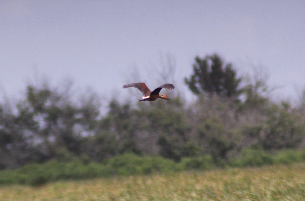 Fulvous Whistling-Duck - ML620842855