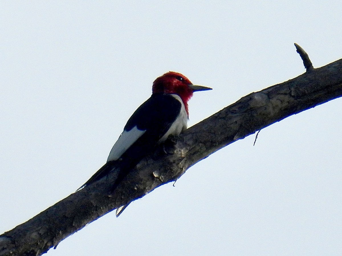 Red-headed Woodpecker - ML620842856