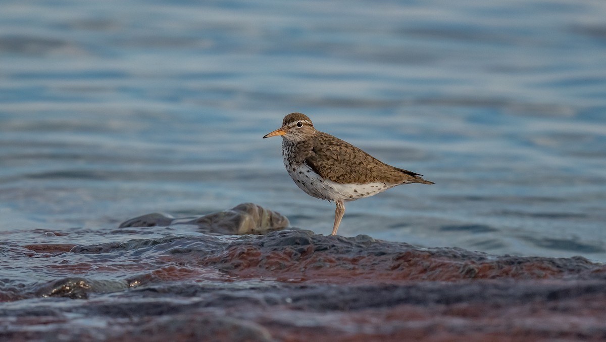 Spotted Sandpiper - ML620842899