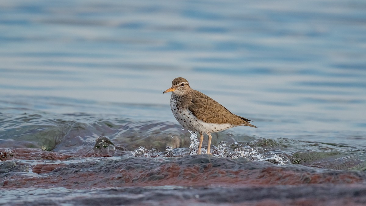 Spotted Sandpiper - ismael chavez