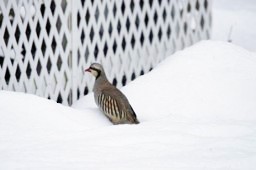 Chukar - ML62084291