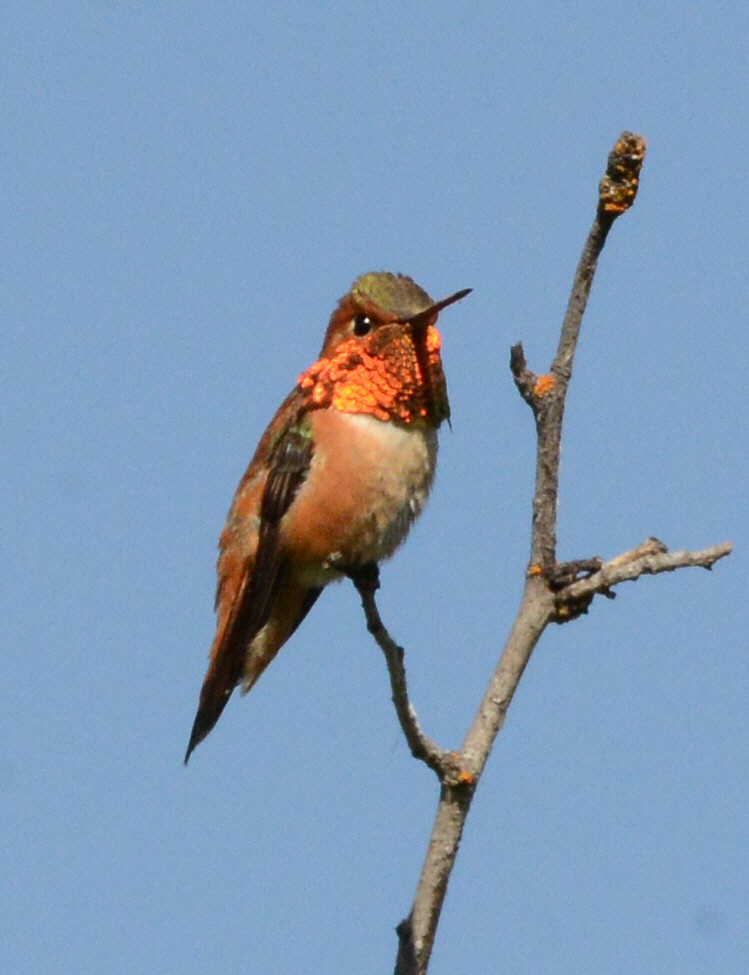 Rufous Hummingbird - ML620842919
