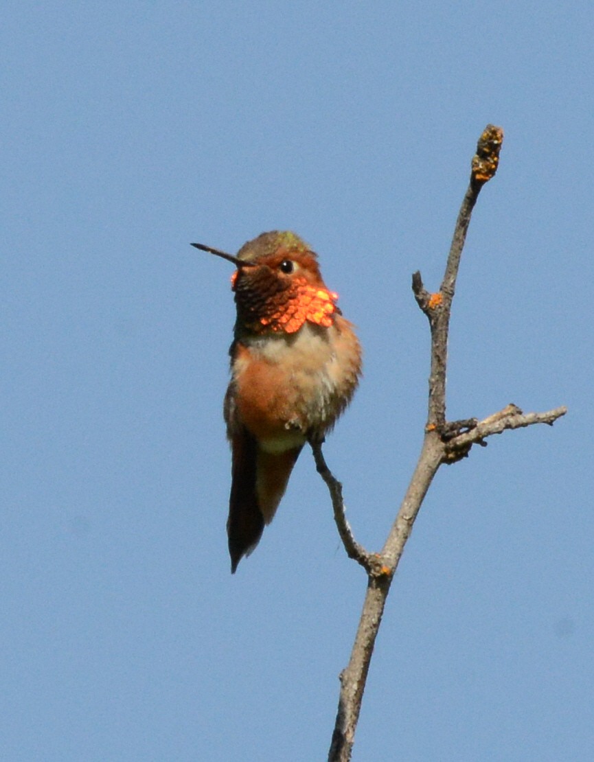 Rufous Hummingbird - ML620842925