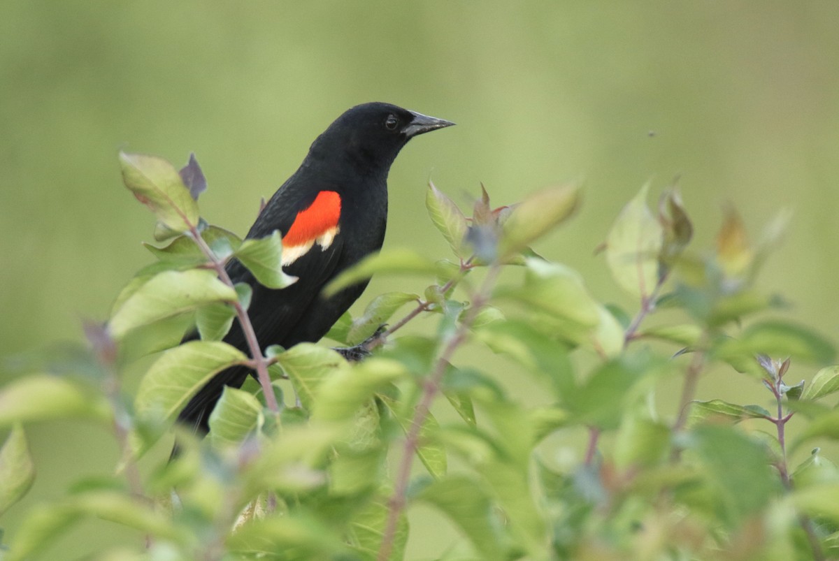 Red-winged Blackbird - ML620842960