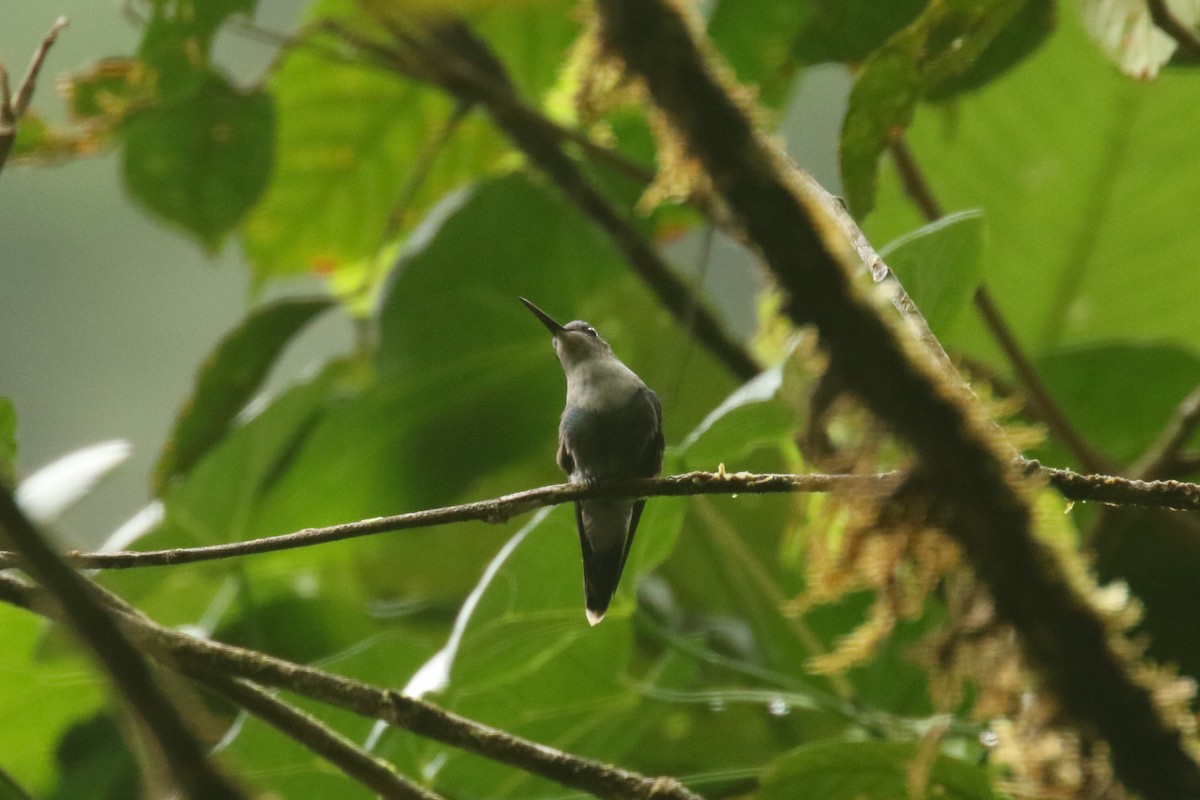 kolibřík západokolumbijský - ML620843021