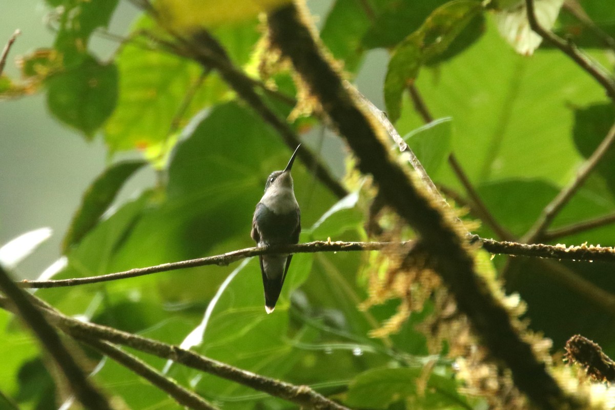 kolibřík západokolumbijský - ML620843024