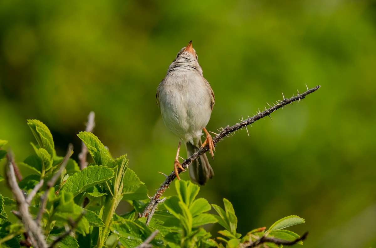 Clay-colored Sparrow - ismael chavez
