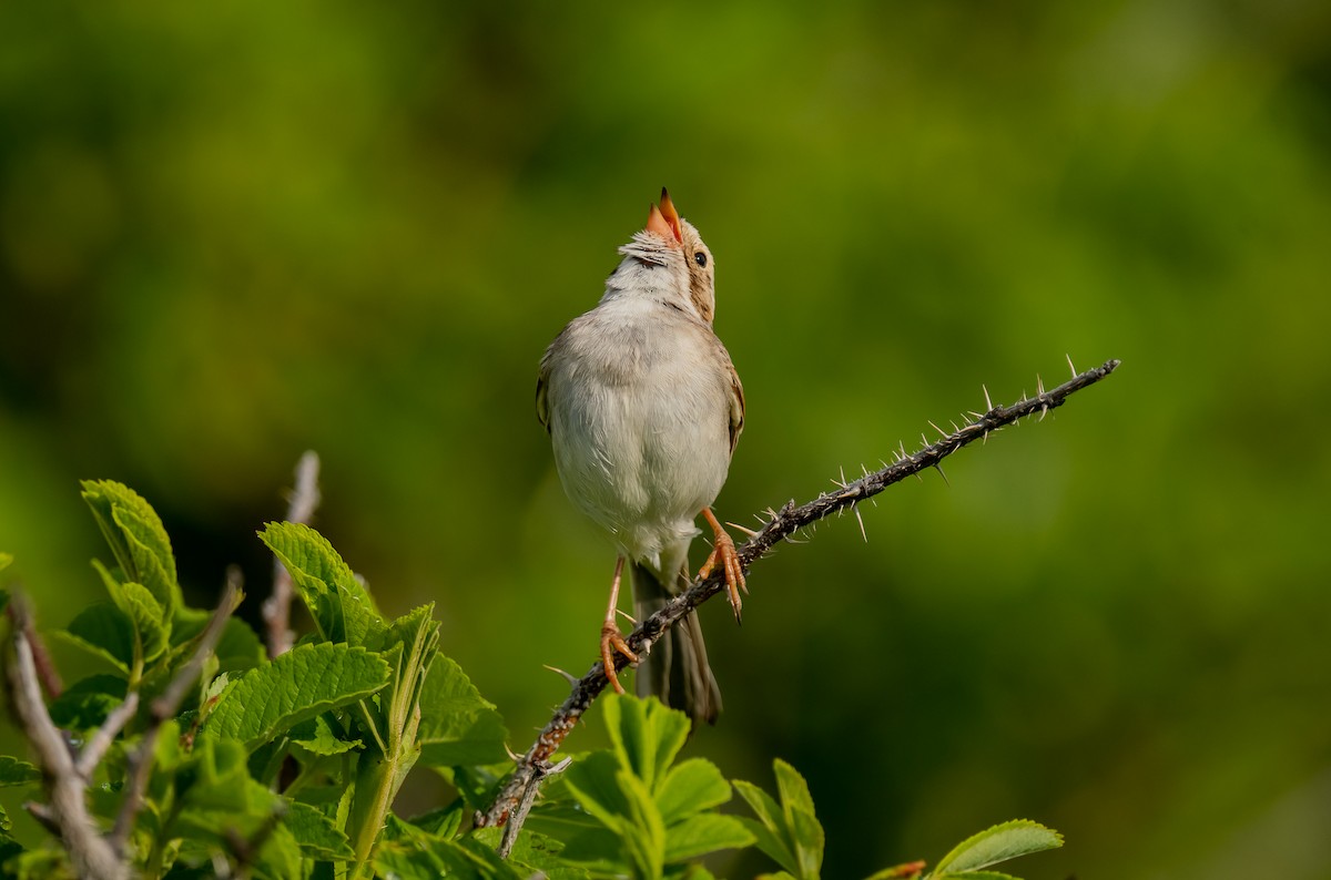Clay-colored Sparrow - ML620843034