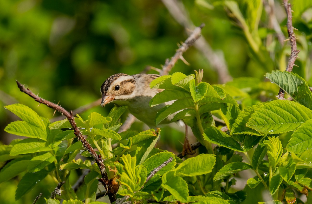 Clay-colored Sparrow - ML620843035