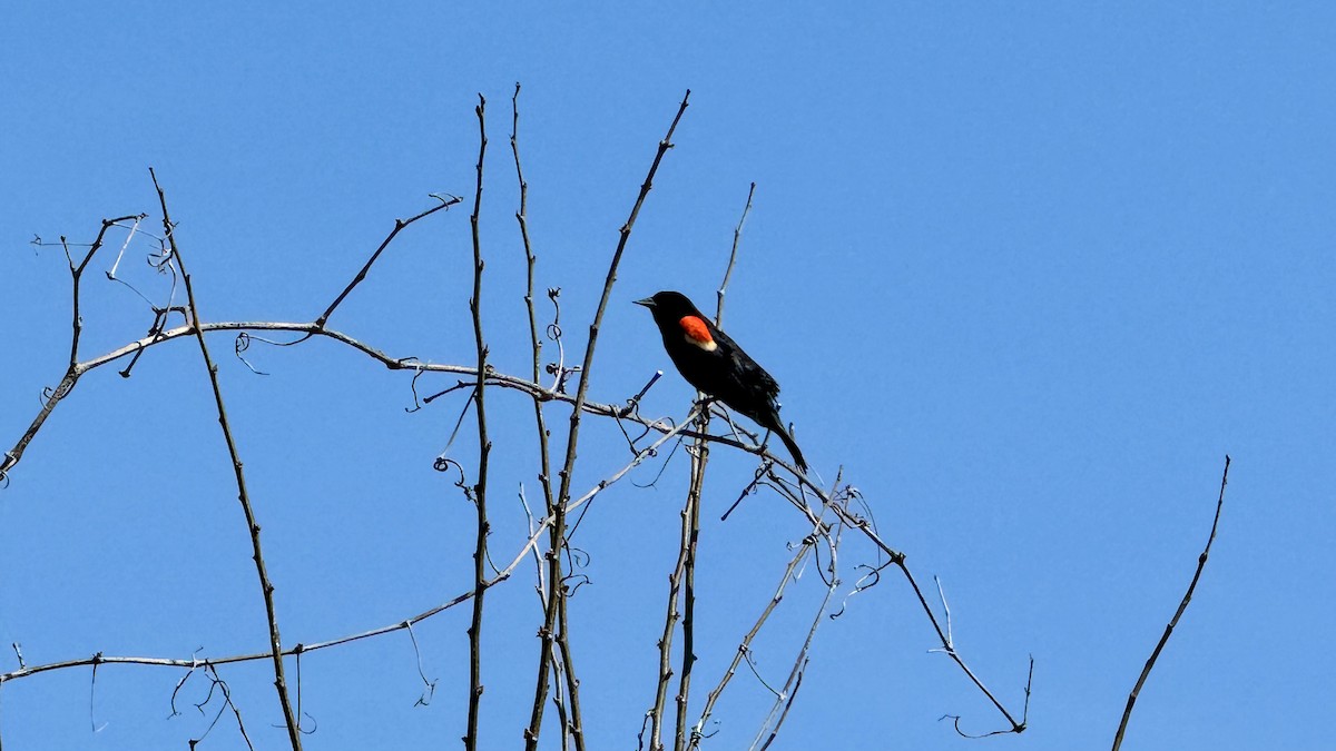 Red-winged Blackbird - ML620843041