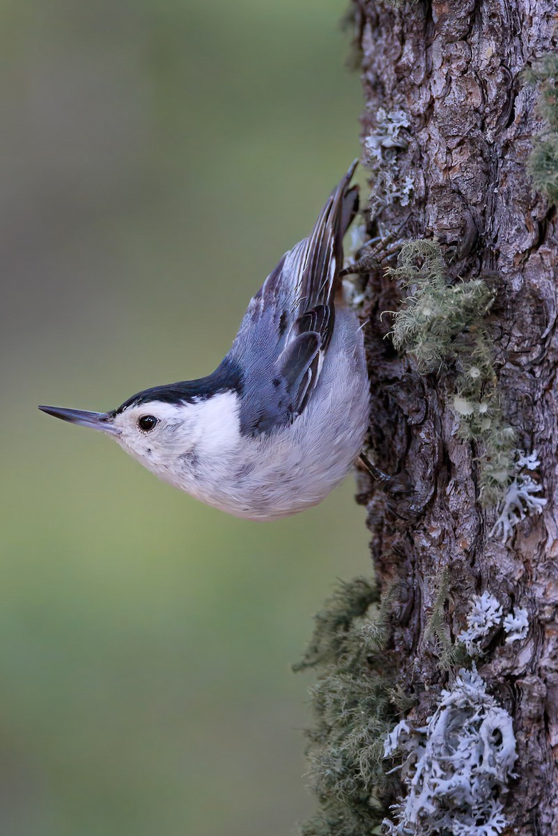 White-breasted Nuthatch (Interior West) - ML620843085