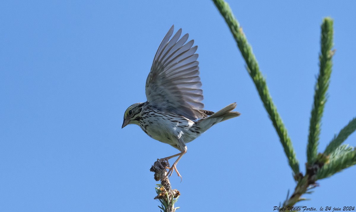 Savannah Sparrow - ML620843095