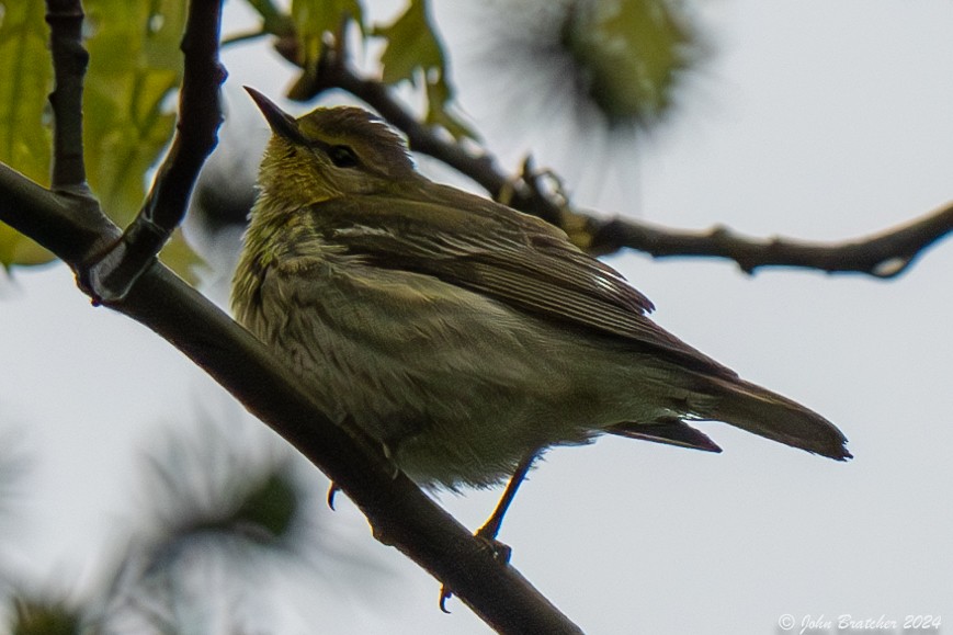 Cape May Warbler - ML620843102