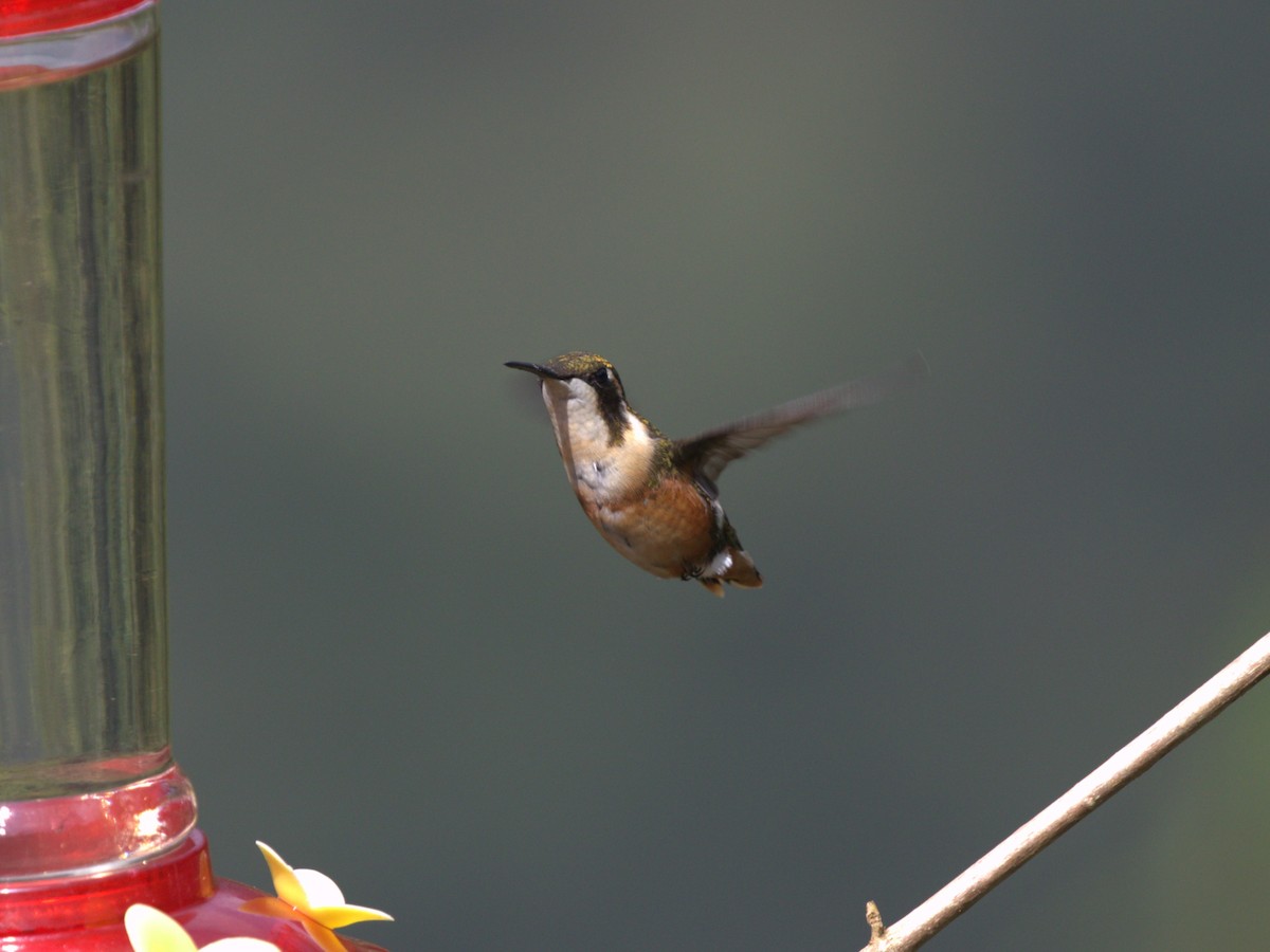 White-bellied Woodstar - ML620843115