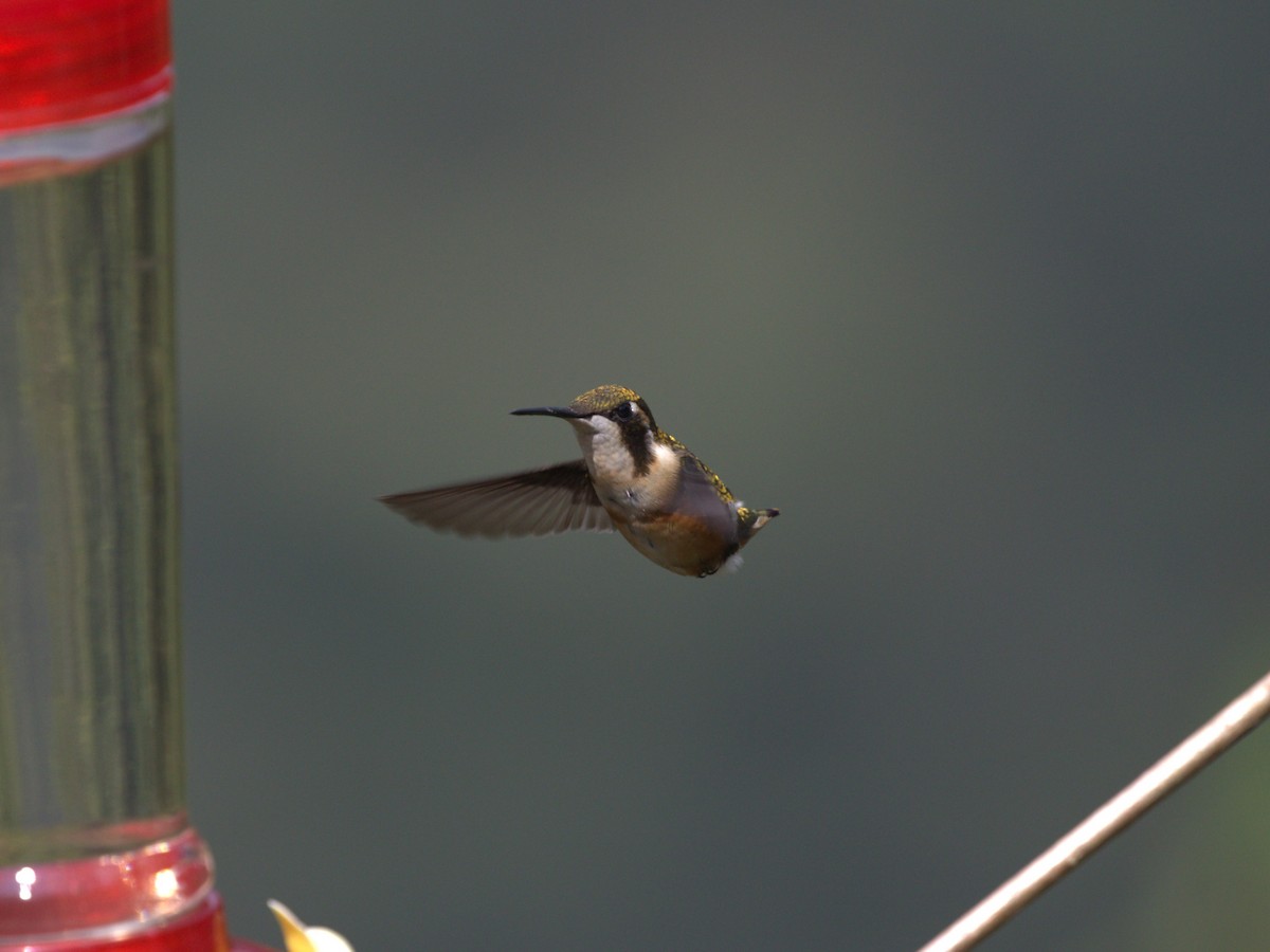 White-bellied Woodstar - ML620843116