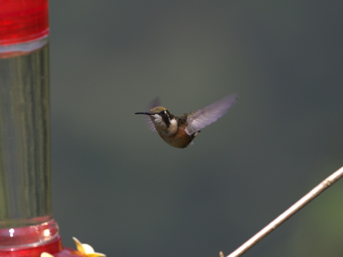 White-bellied Woodstar - ML620843117