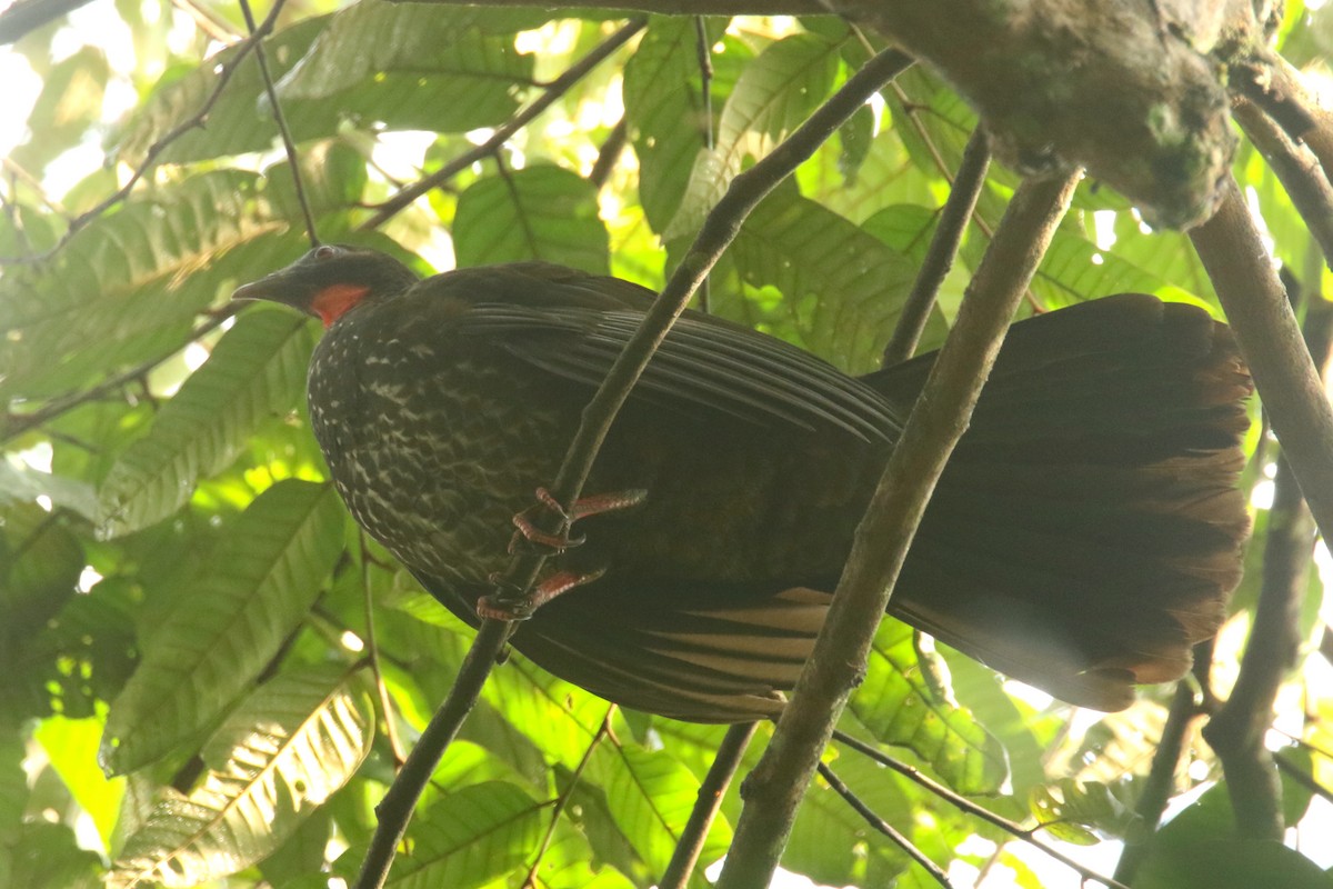 Crested Guan - ML620843132
