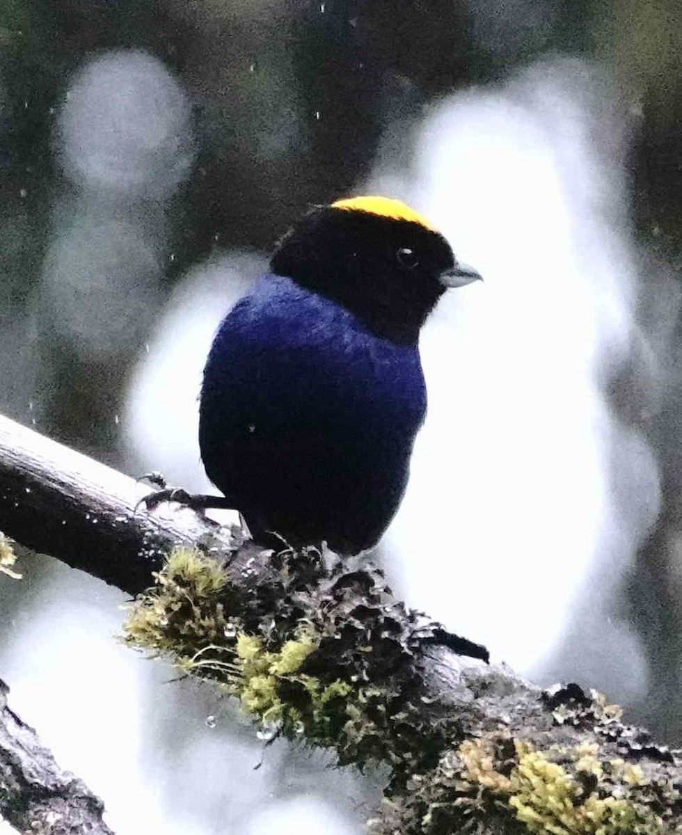 Golden-crowned Tanager - ML620843148