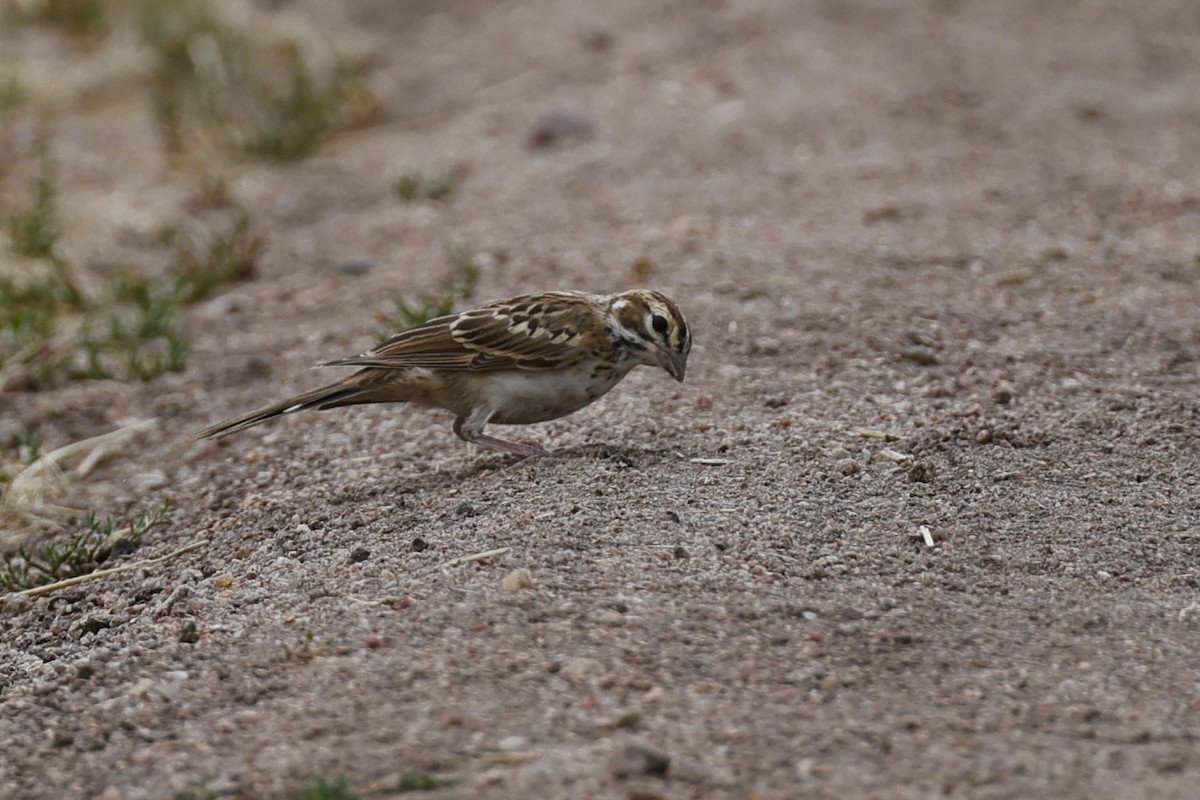 Lark Sparrow - ML620843150