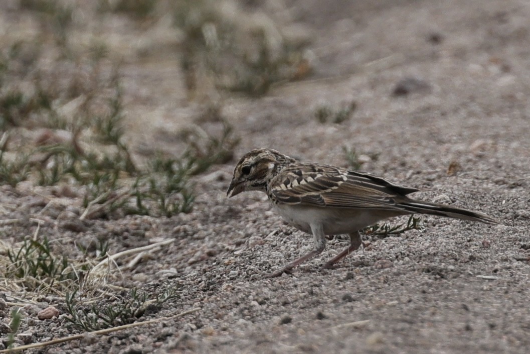 Lark Sparrow - ML620843151
