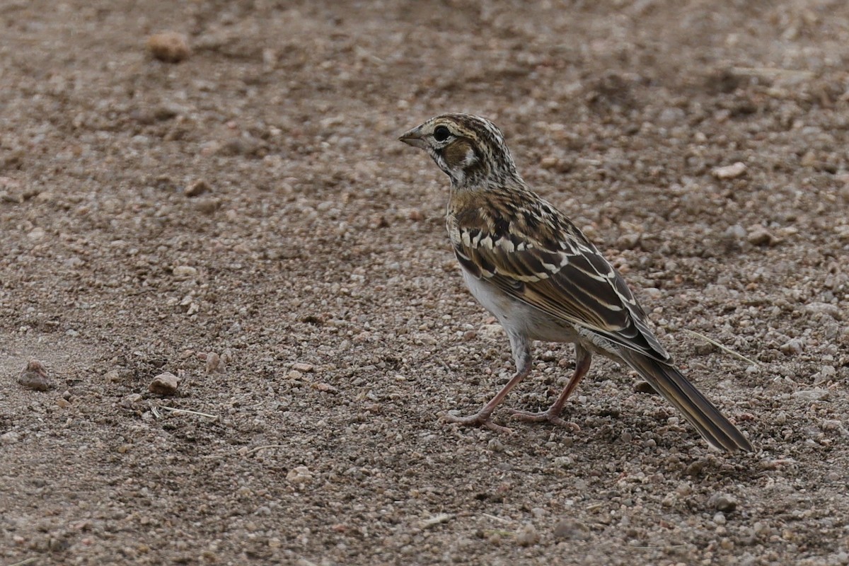 Lark Sparrow - ML620843152