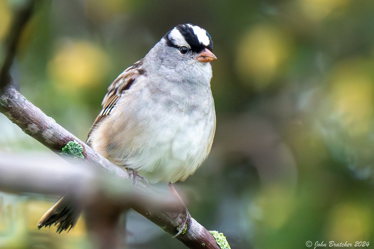 White-crowned Sparrow - ML620843158