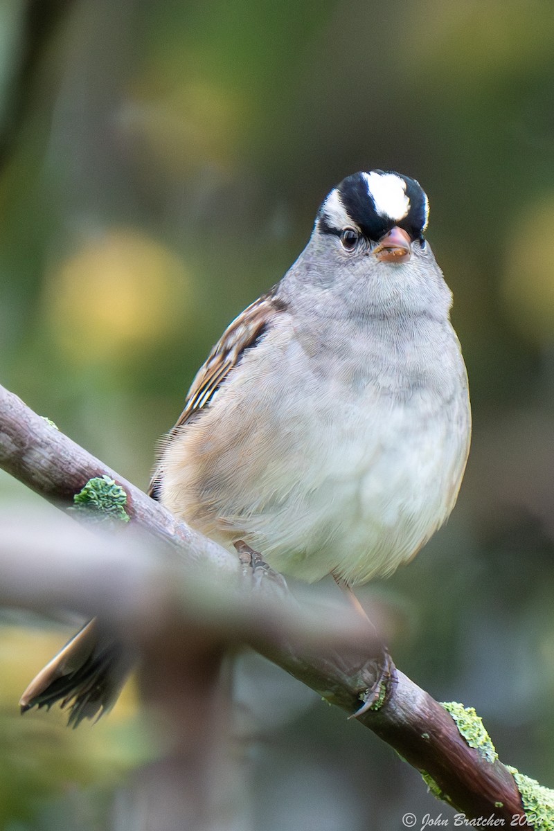 White-crowned Sparrow - ML620843163