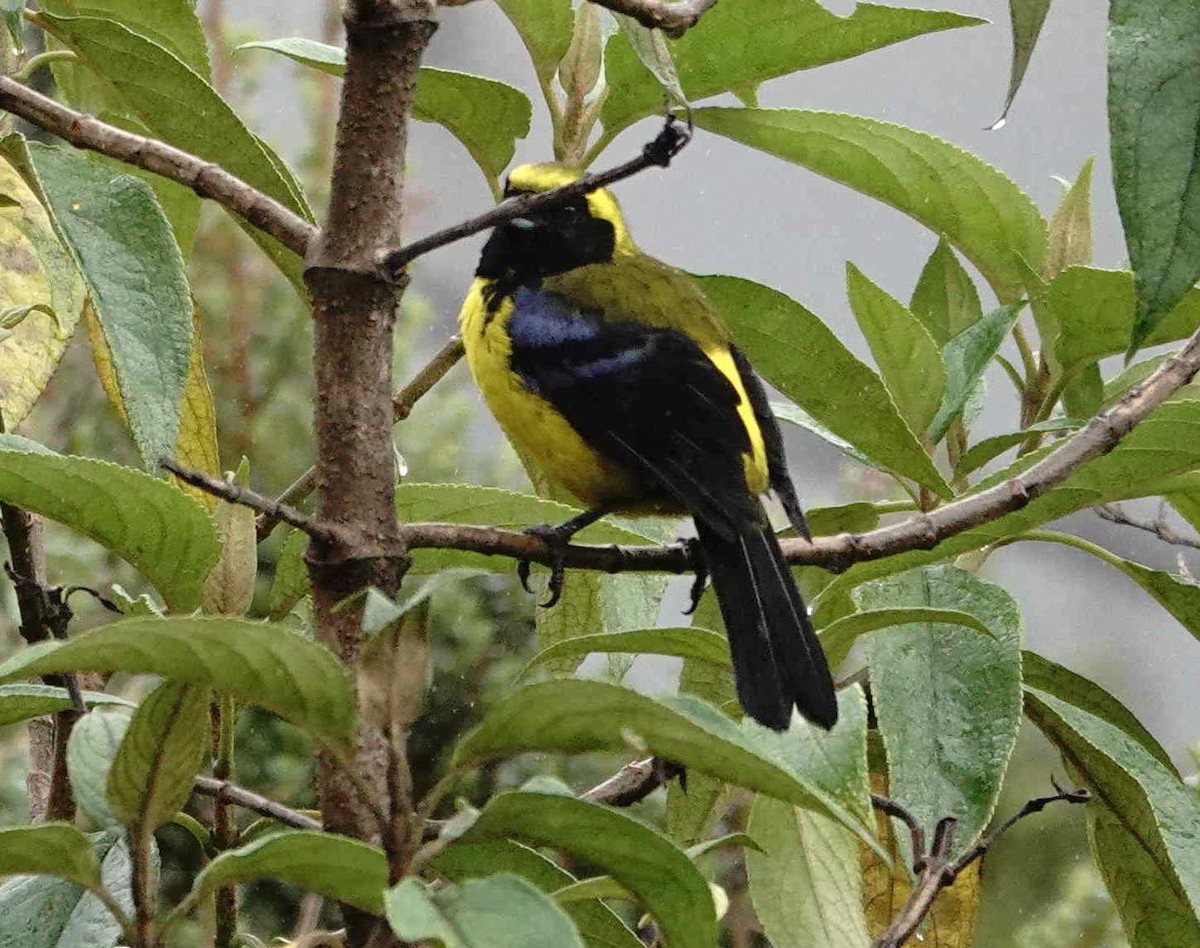 Masked Mountain Tanager - Jacques Brisson