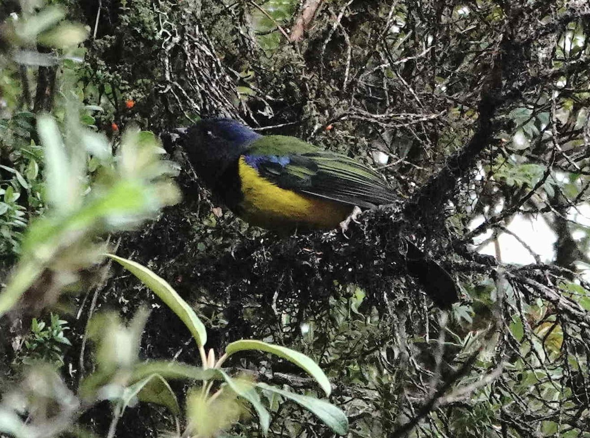 Black-chested Mountain Tanager - ML620843171