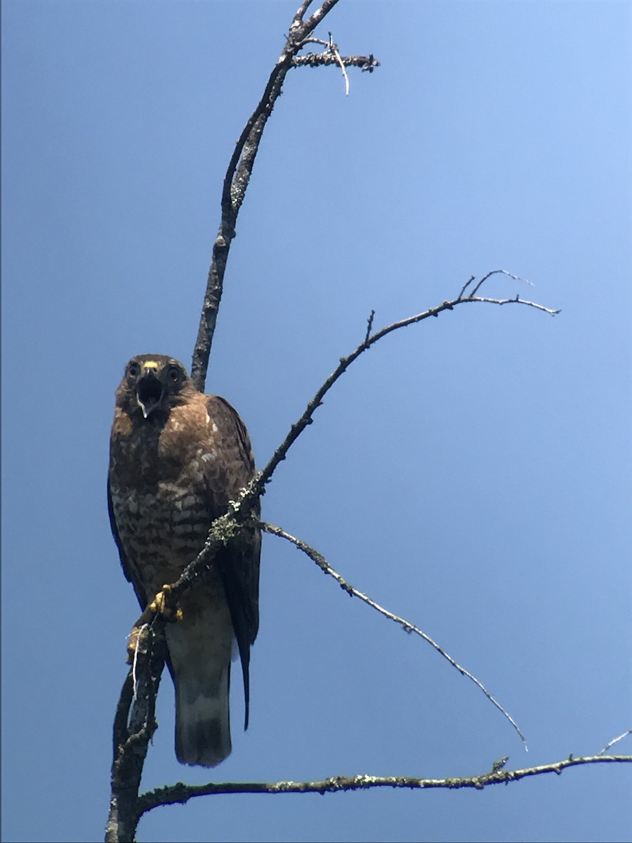Broad-winged Hawk - ML620843180