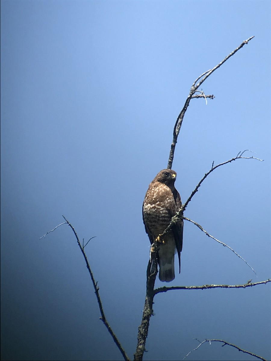 Broad-winged Hawk - ML620843181