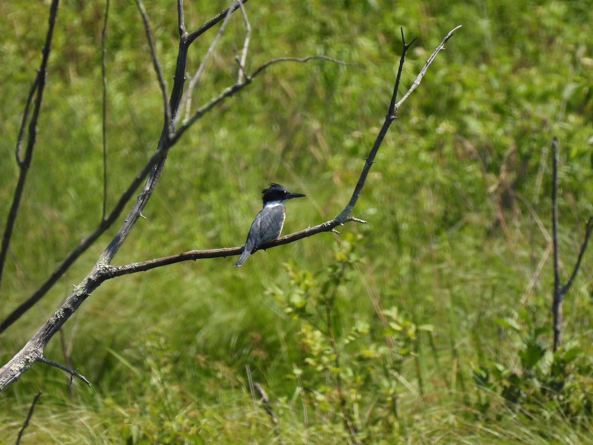 Belted Kingfisher - ML620843195