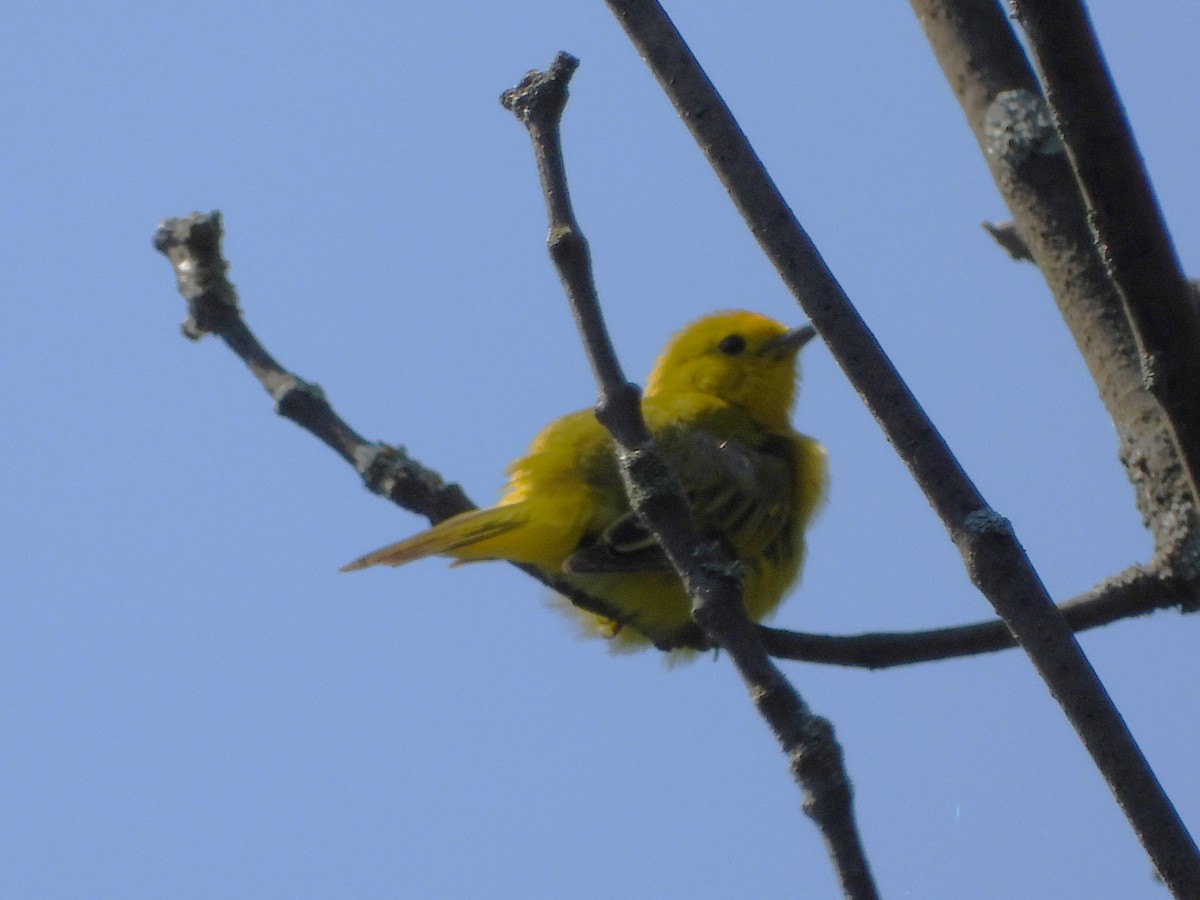 Yellow Warbler - ML620843198