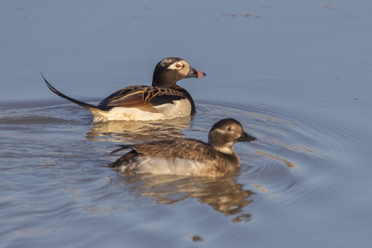 Long-tailed Duck - ML620843214