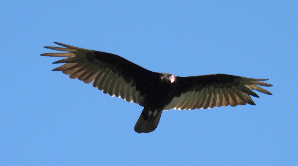 Turkey Vulture - ML620843223