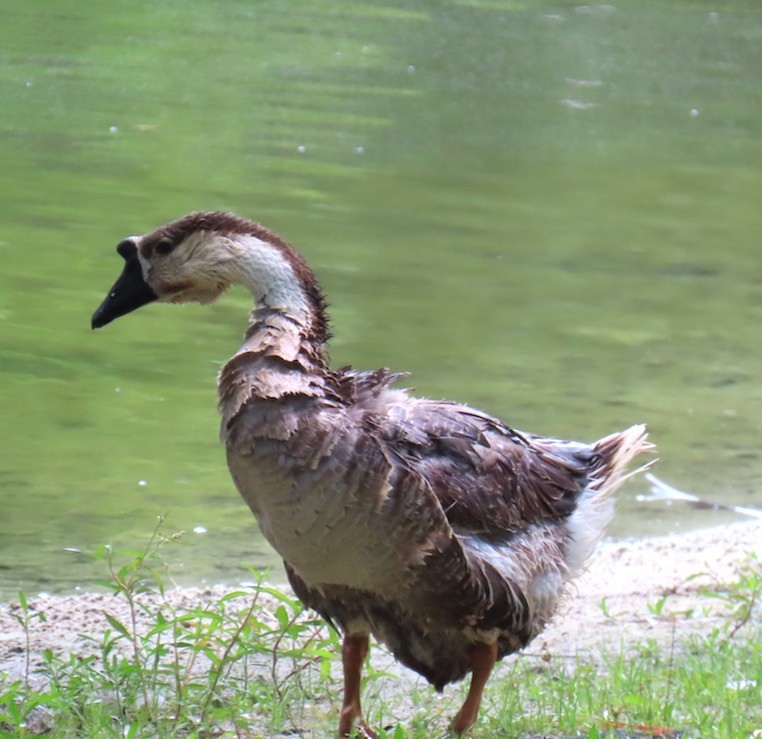 Swan Goose - ML620843224