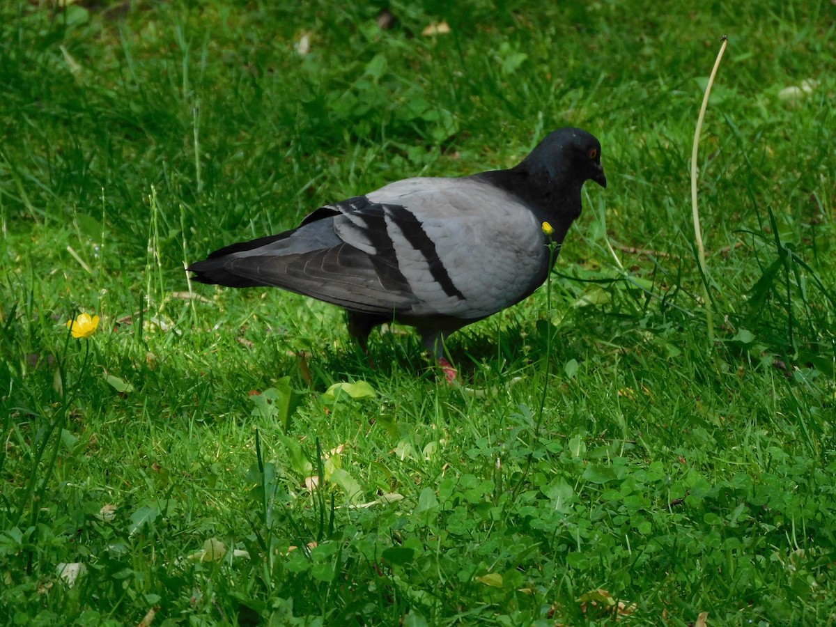 Rock Pigeon (Feral Pigeon) - ML620843226