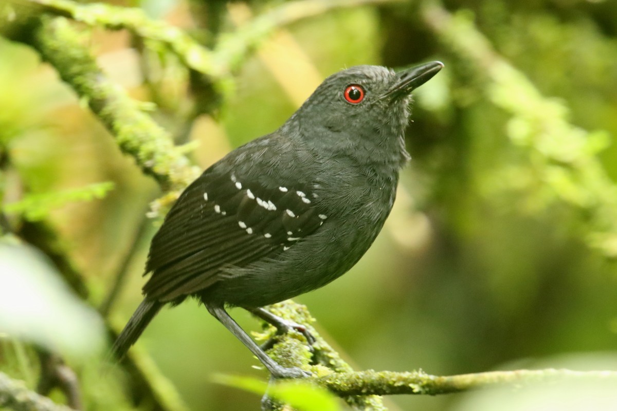 Esmeraldas Antbird - ML620843234