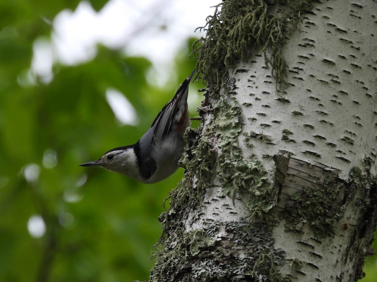 White-breasted Nuthatch - ML620843281