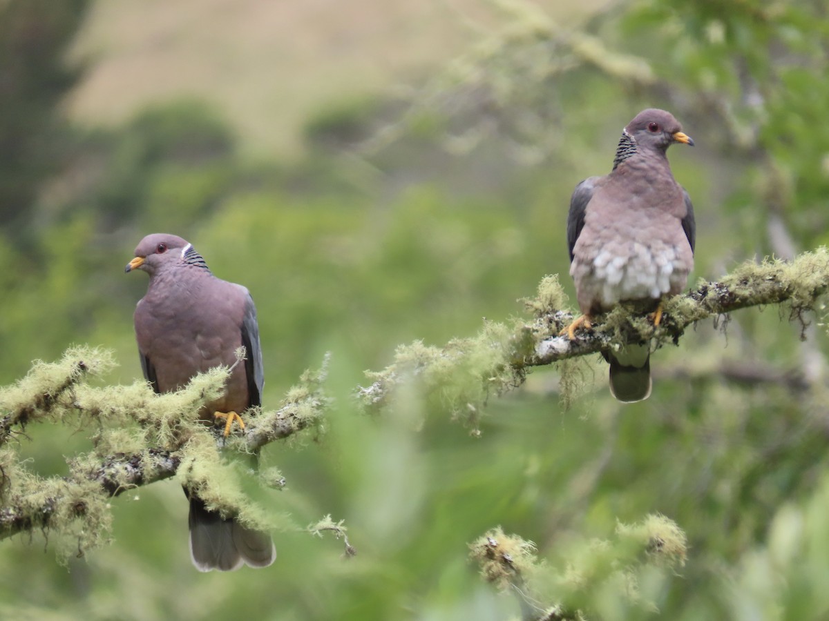 Band-tailed Pigeon - ML620843288