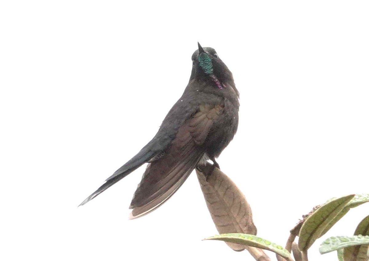 kolibřík modropláštíkový - ML620843299