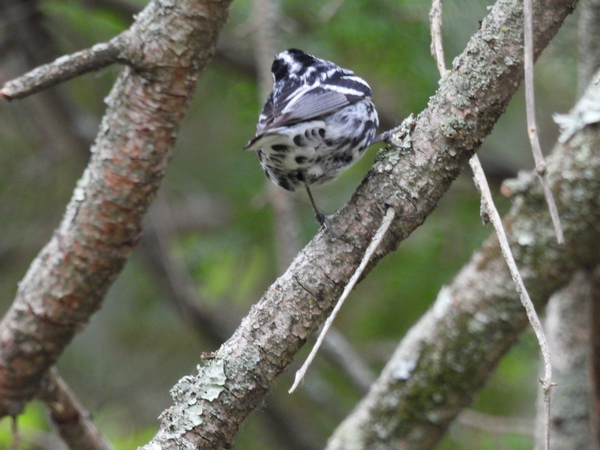 Black-and-white Warbler - ML620843338