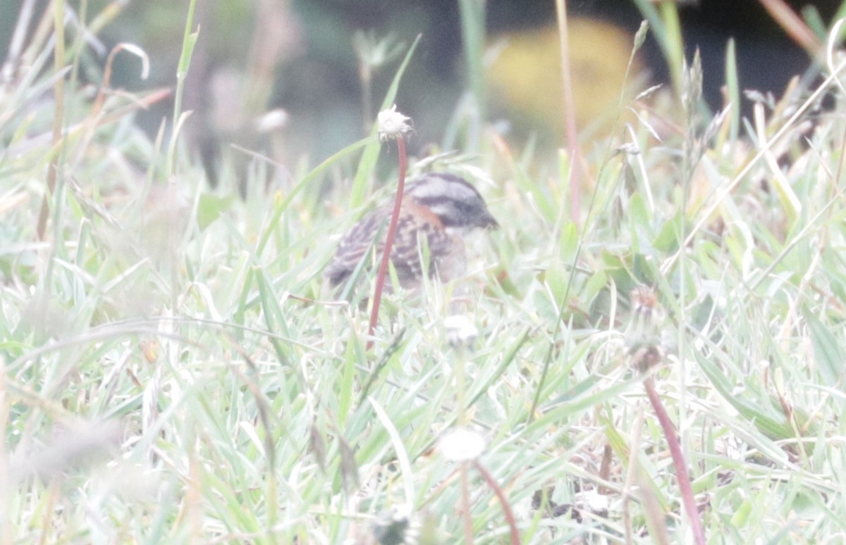 Rufous-collared Sparrow - ML620843350