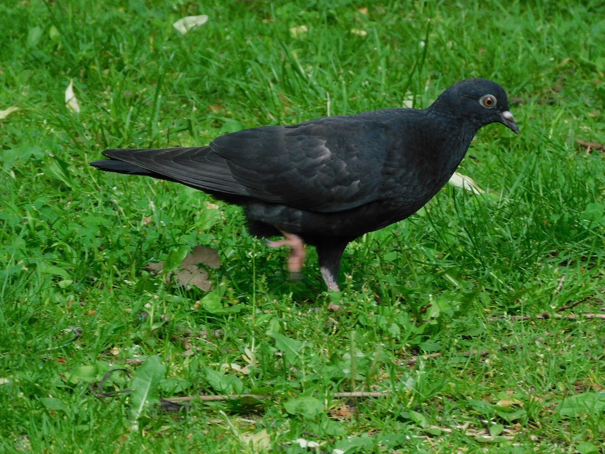 Rock Pigeon (Feral Pigeon) - ML620843363